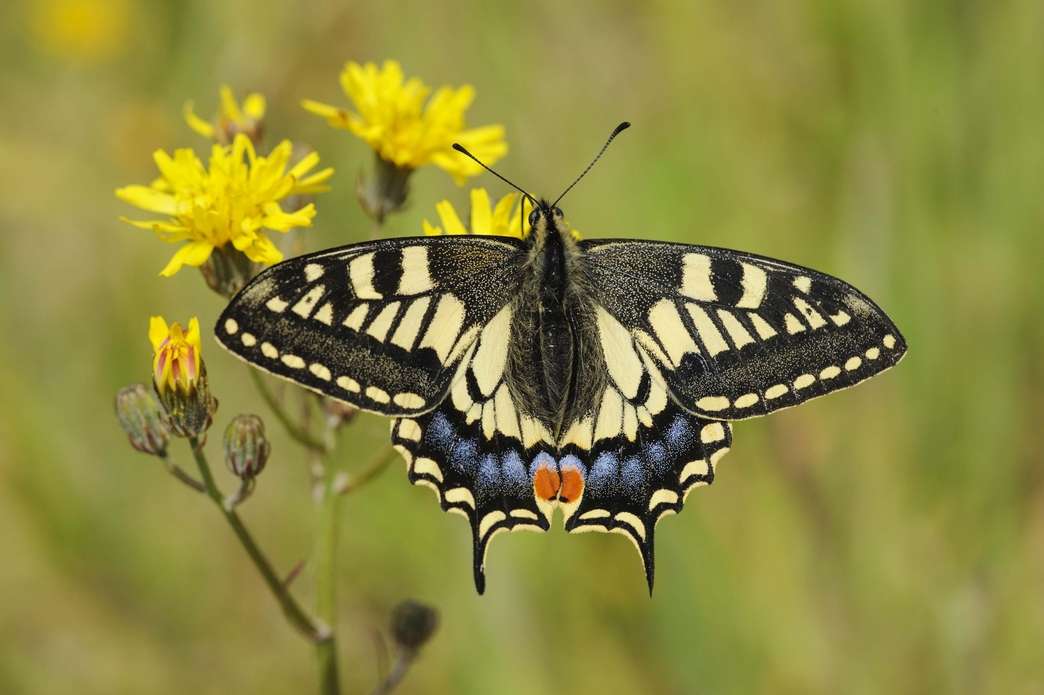 Snowtail Butterfly