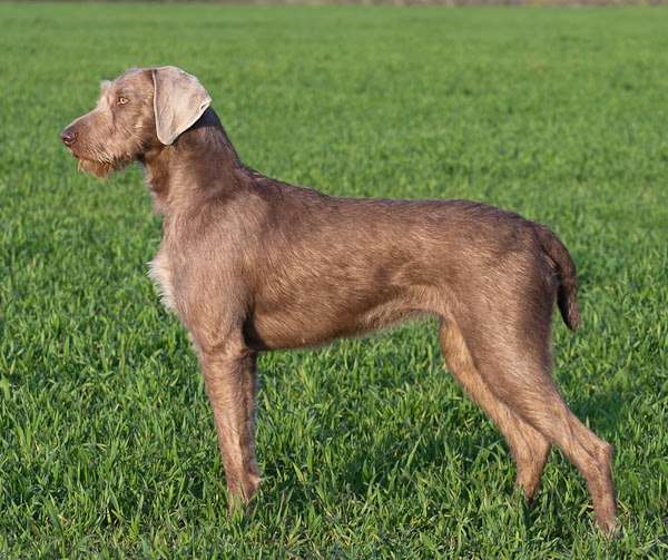 Slovakian Wirehaired pointer