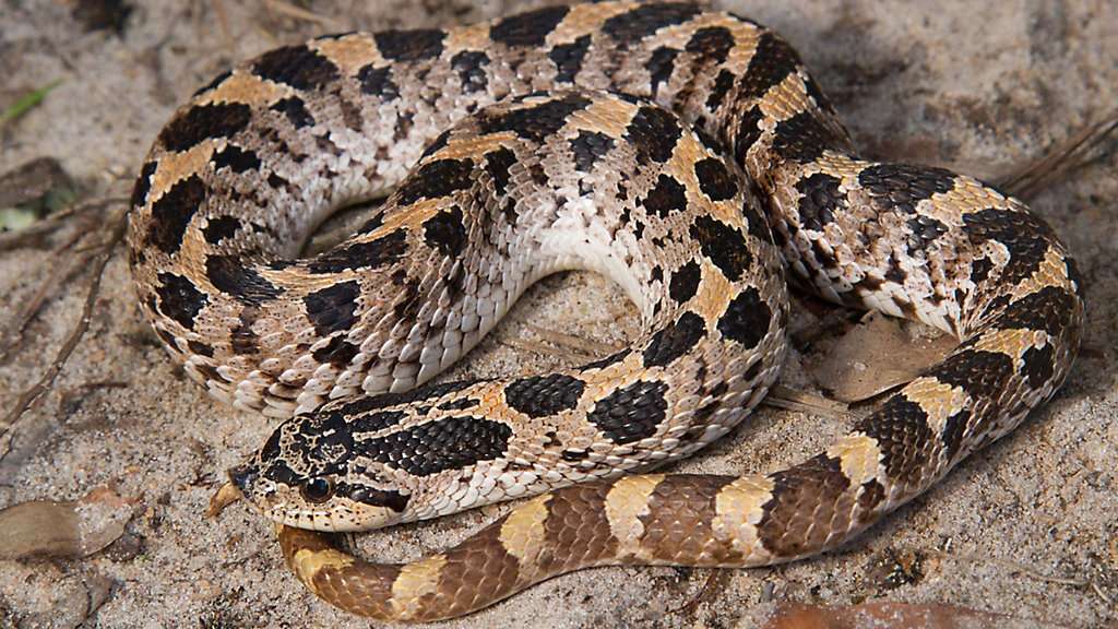 Southern Hognose