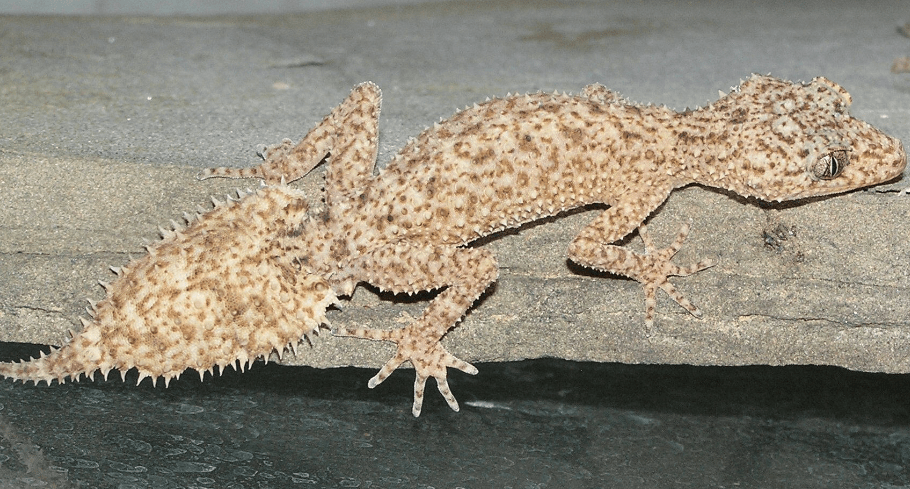 Geckos