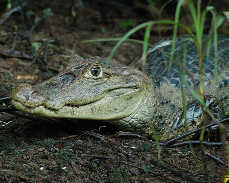 Crocodialians