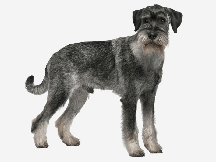 Standard Schnauzer