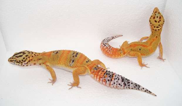 Tangerine Leopard Gecko