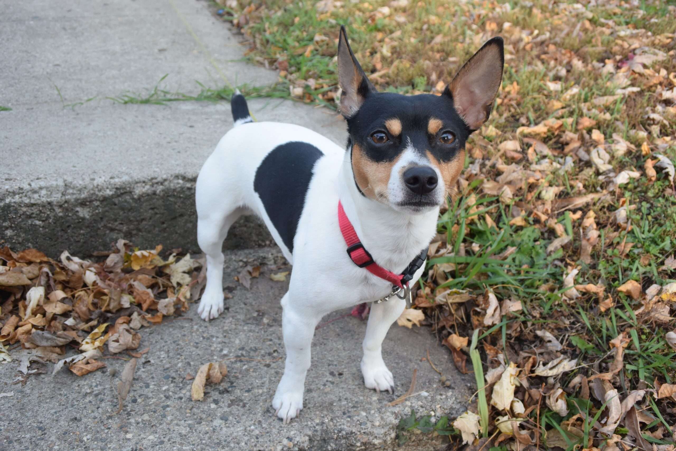 Teddy Roosevelt Terrier
