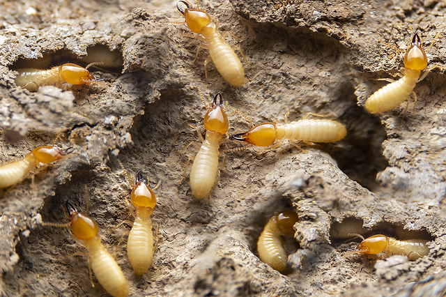 Termites