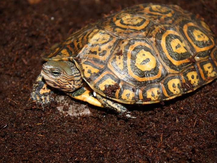 Ornate Wood Turtle