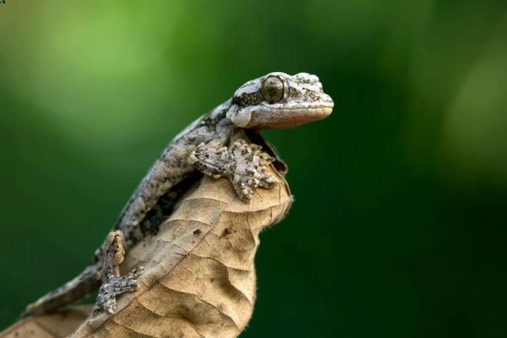 Flying Geckos