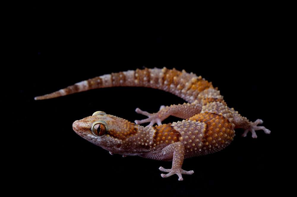 Thick-toed Banded Gecko