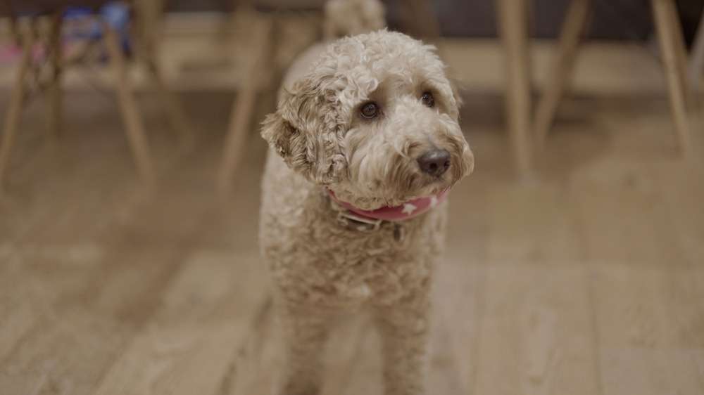 Tibetan Poodle