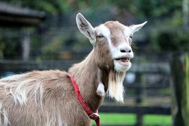 Toggenburg Goat