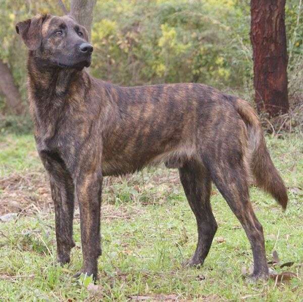 Treeing Tennessee Brindle