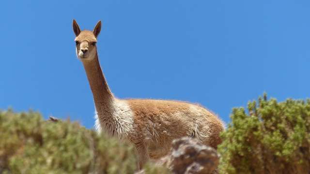 Vicuna Llama