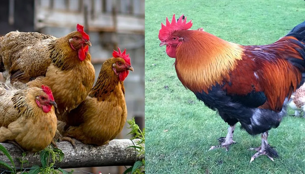 Welsummer Chicken