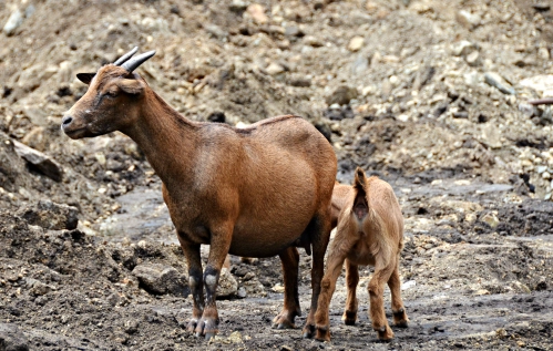 West African Dwarf Goat