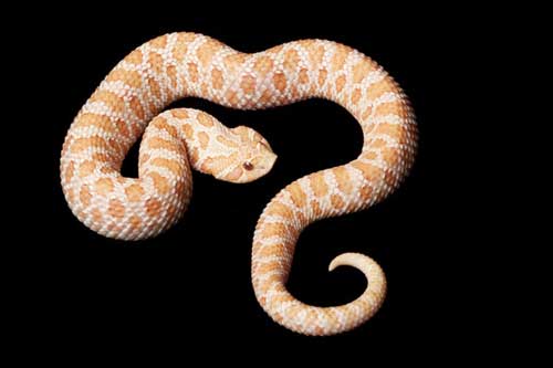 Western Hognose