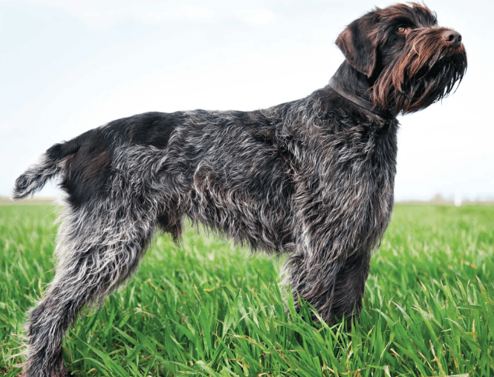 Wirehaired Pointing Griffon