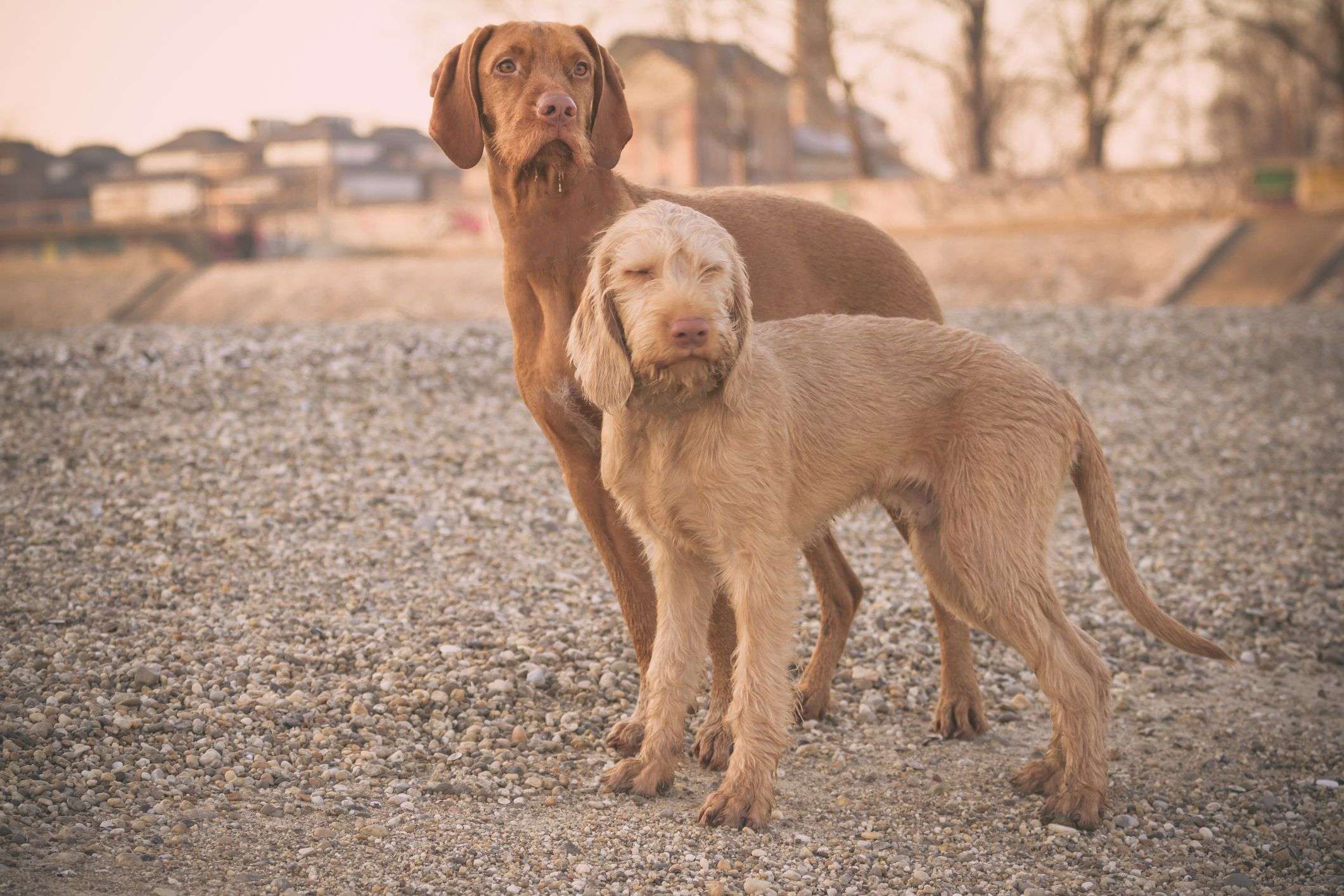 Wirehaired Vizsla