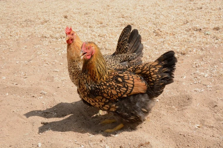 Wyandotte Chicken