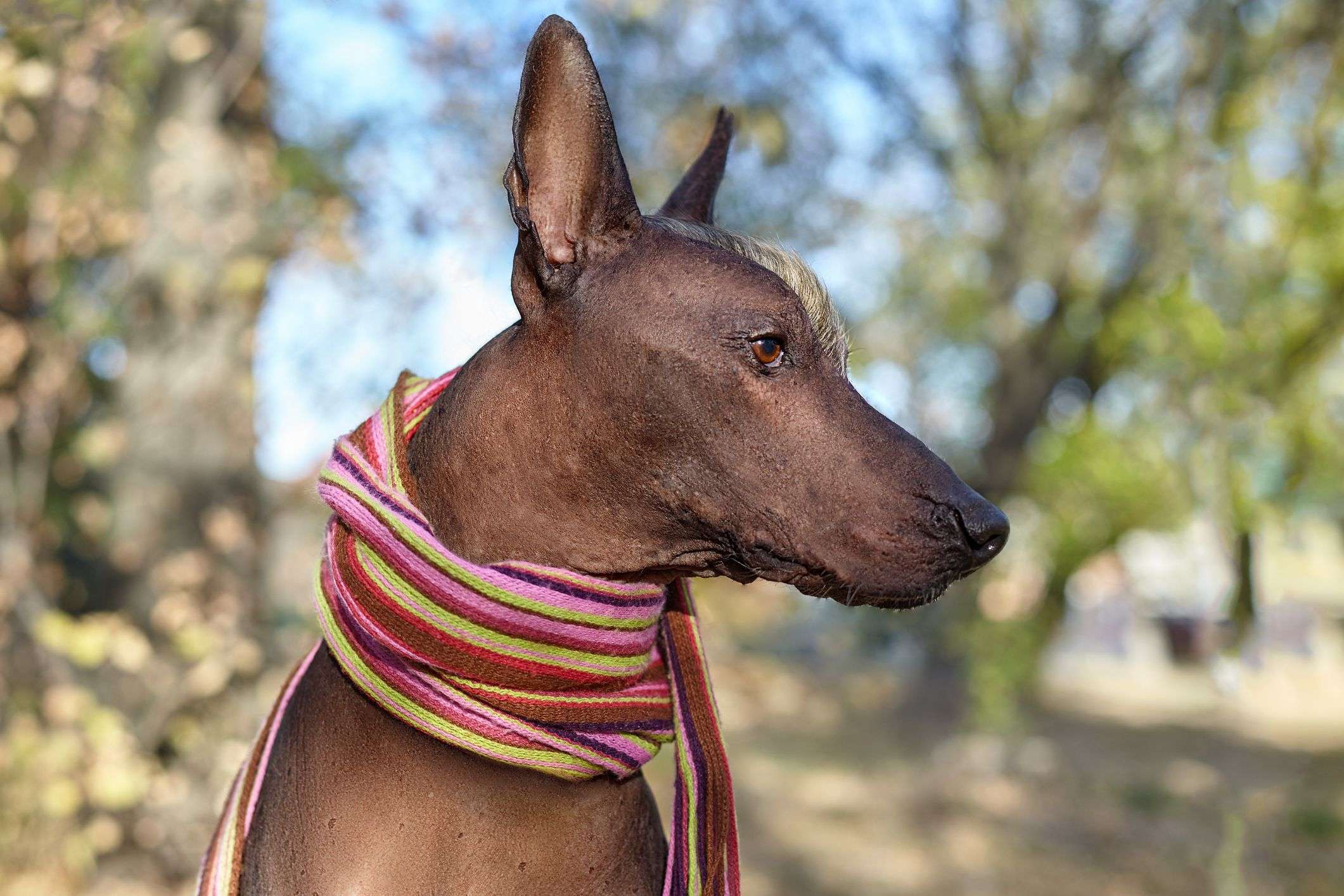 Xoloitzcuintli