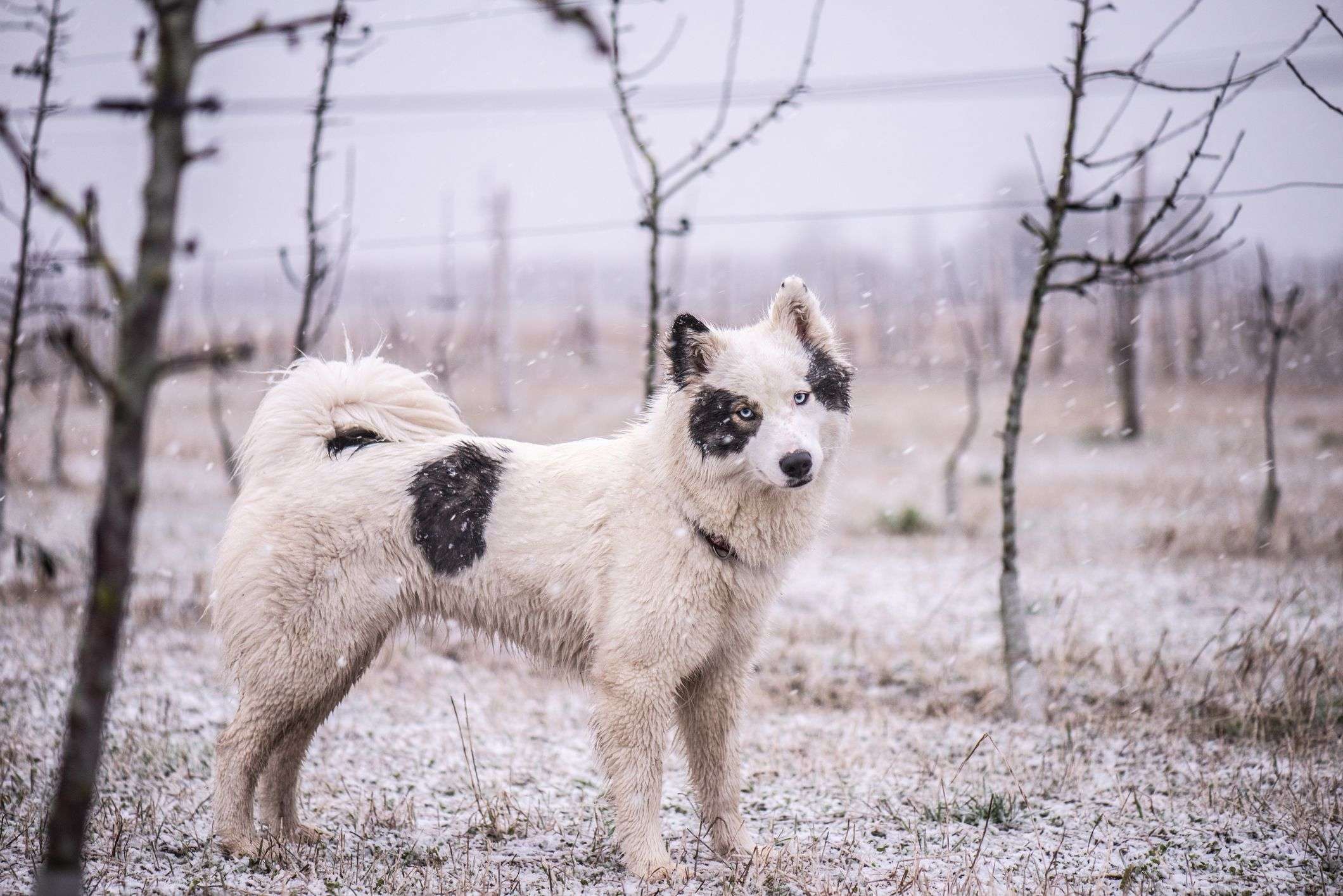 Yakutian Laikas