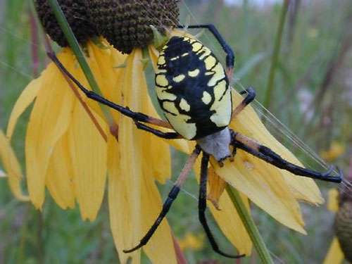 Yellow Black Garden Spider