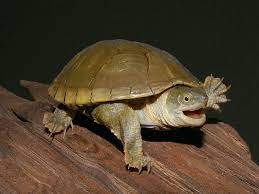 Yellow Mud Turtle