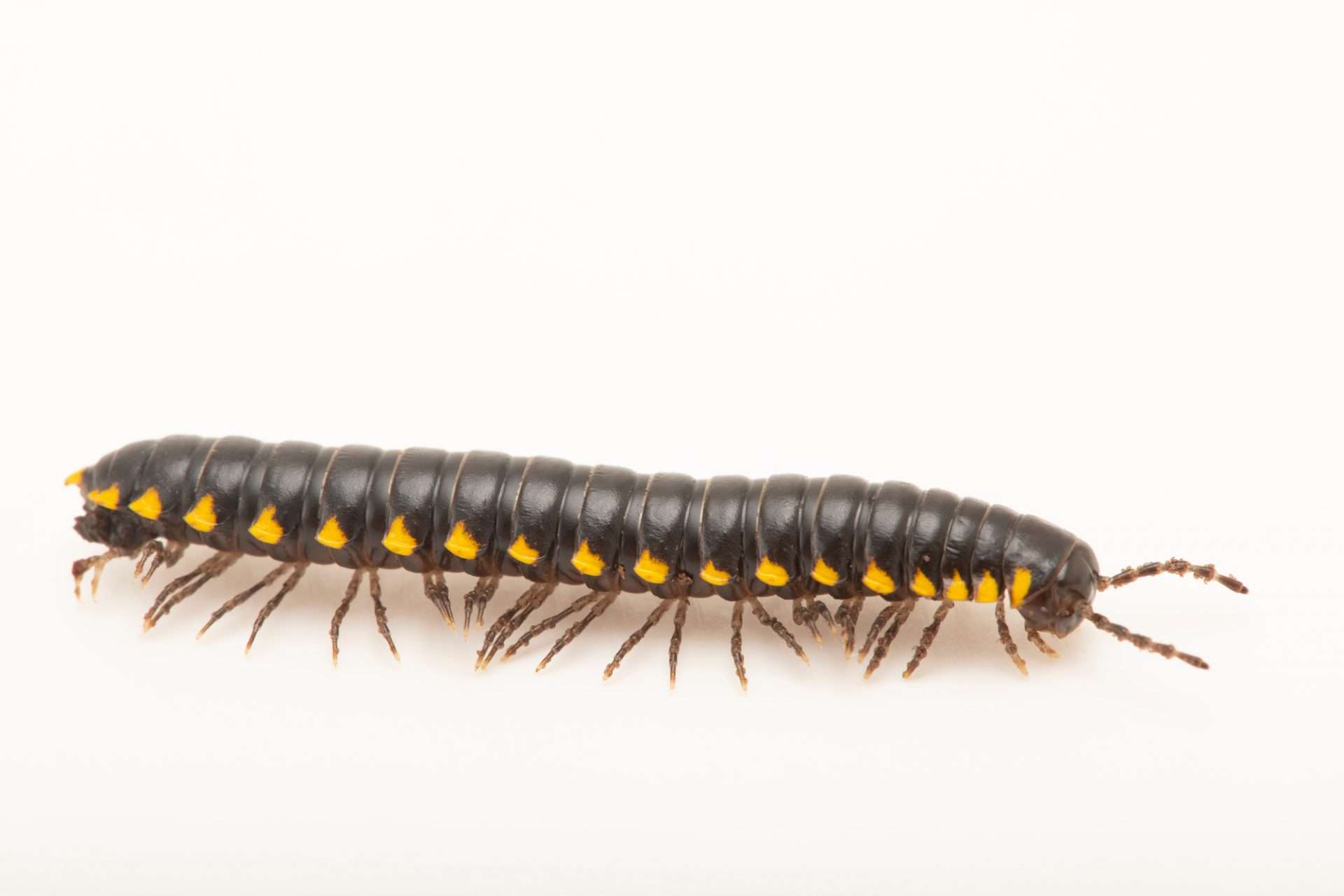 Yellow Spotted Milipede