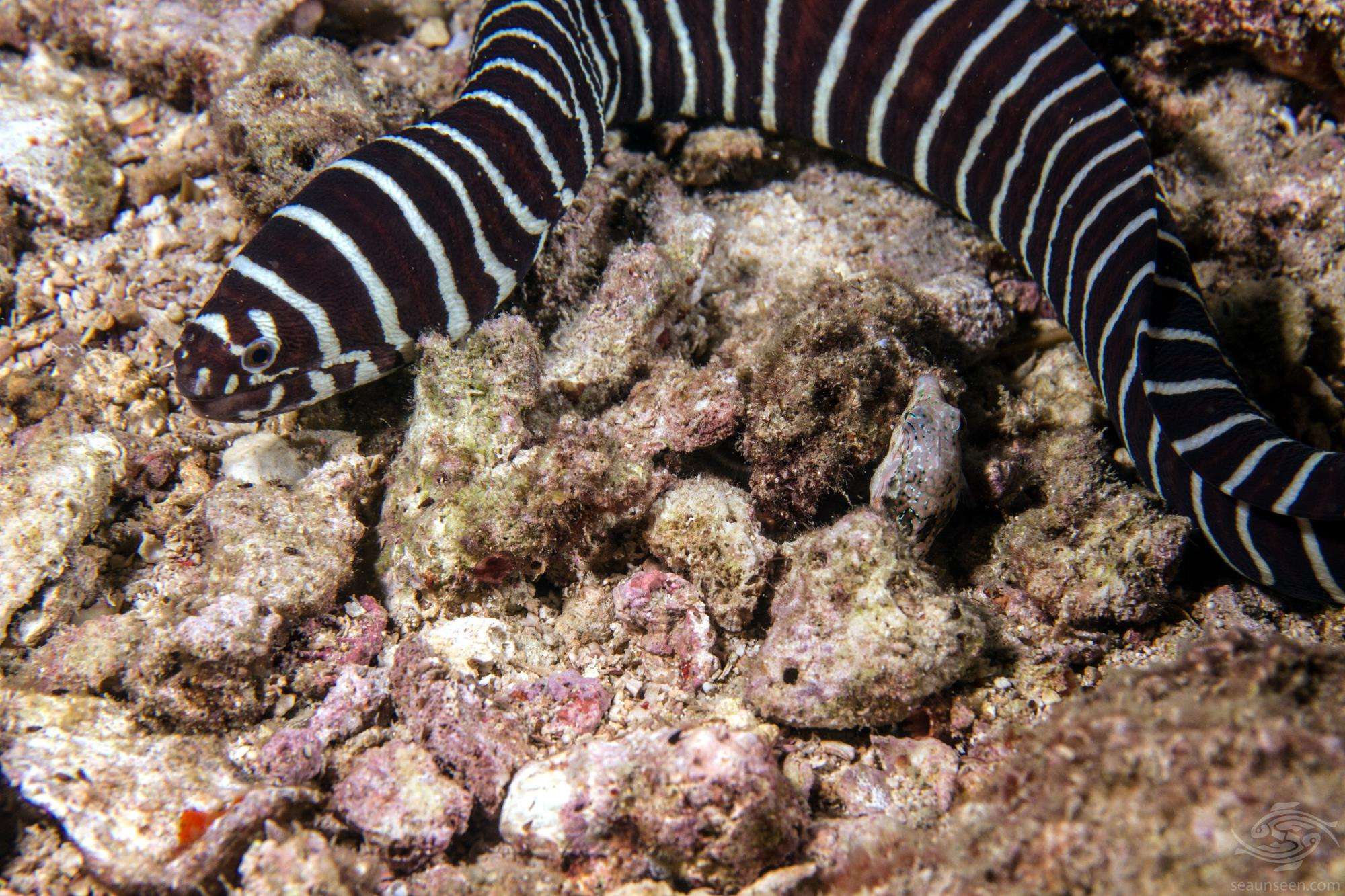 Zebra Moray Eel
