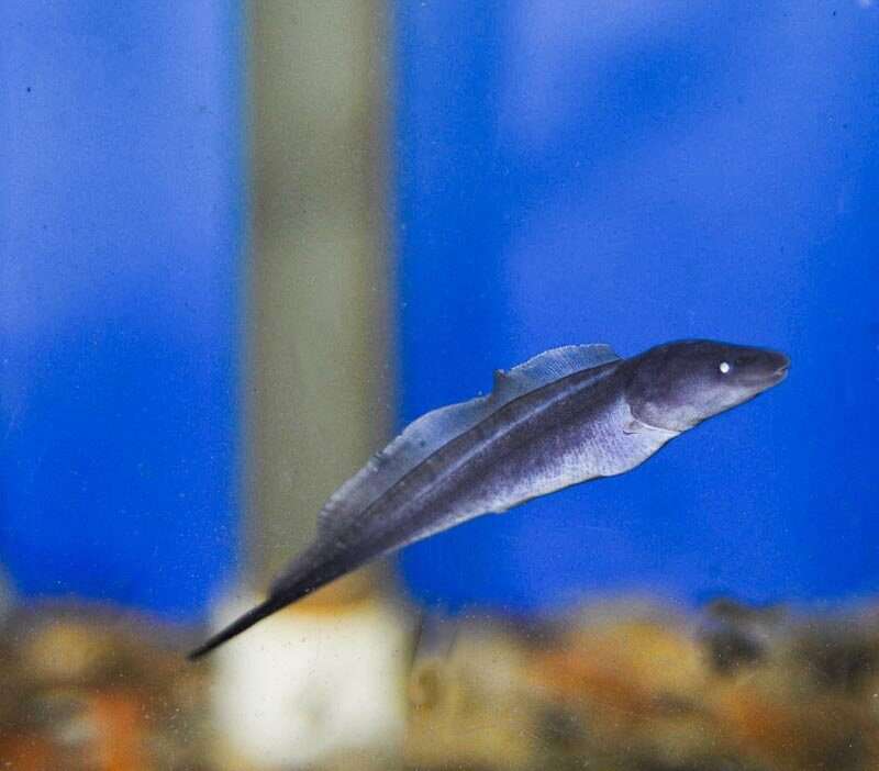 Abba Abba Knife Fish
