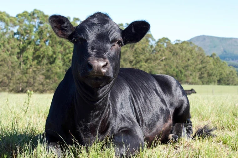 Aberdeen Angus