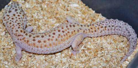 Abyssinian Leopard Gecko