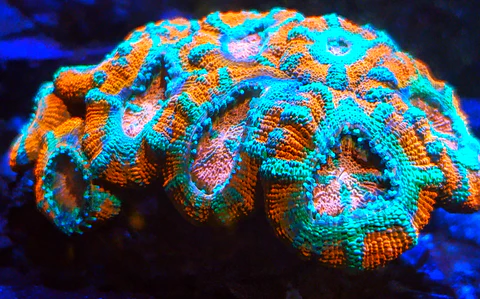 Acan Echinata