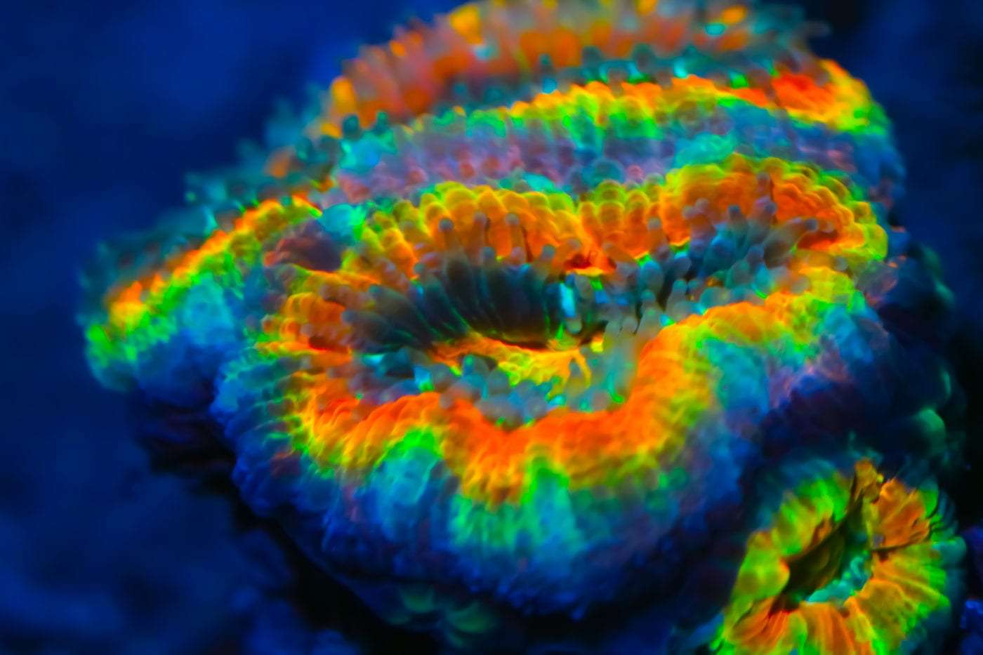 Acan Lord