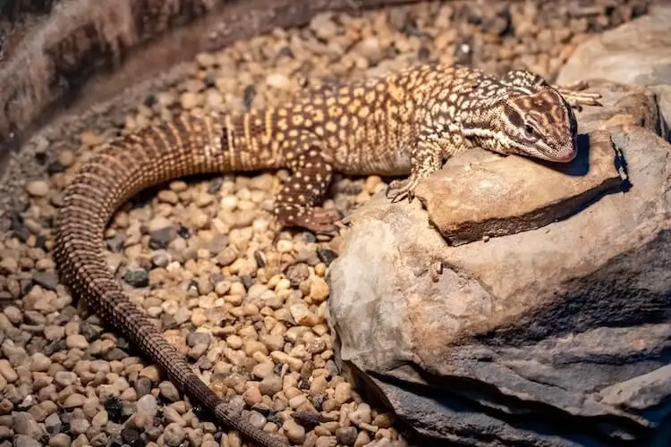 Ackie's Dwarf Monitor