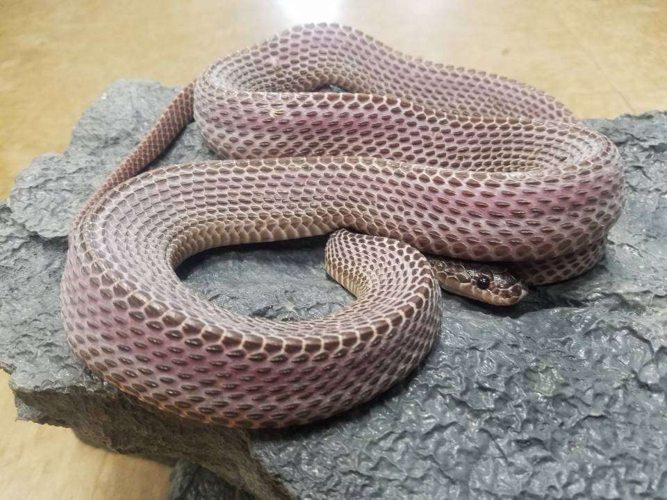 African File Snake