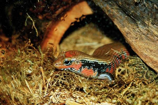 African Fire Skink