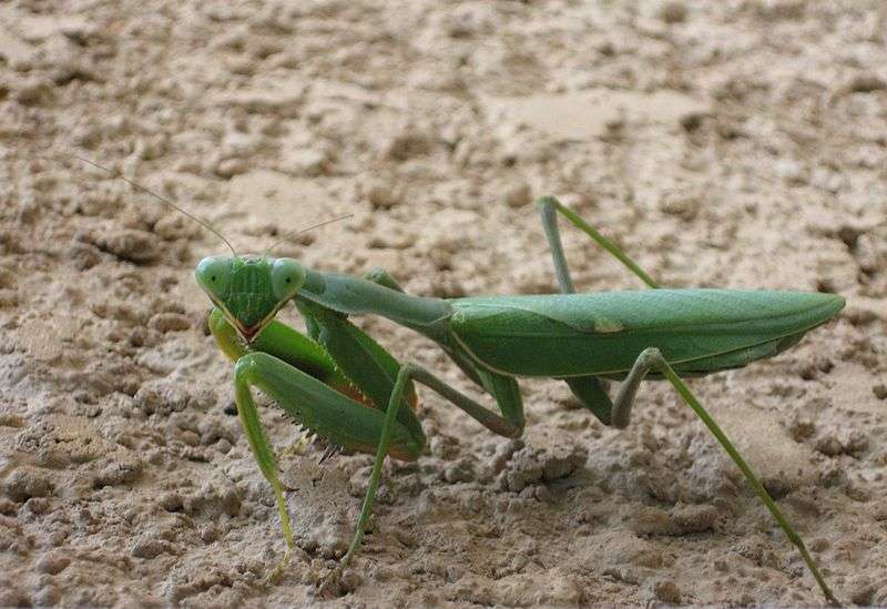 African Mantis