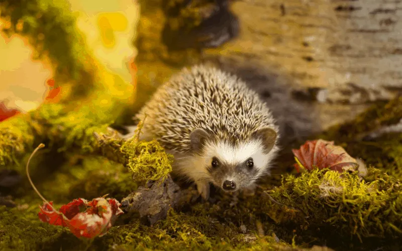 Hedgehogs