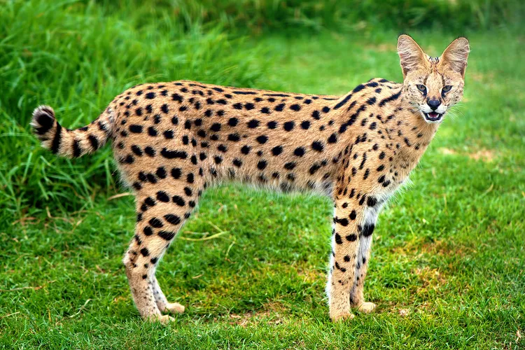 African Servals