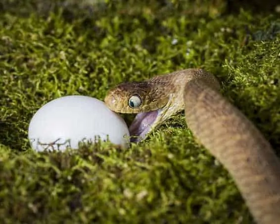 African Egg-Eating Snake