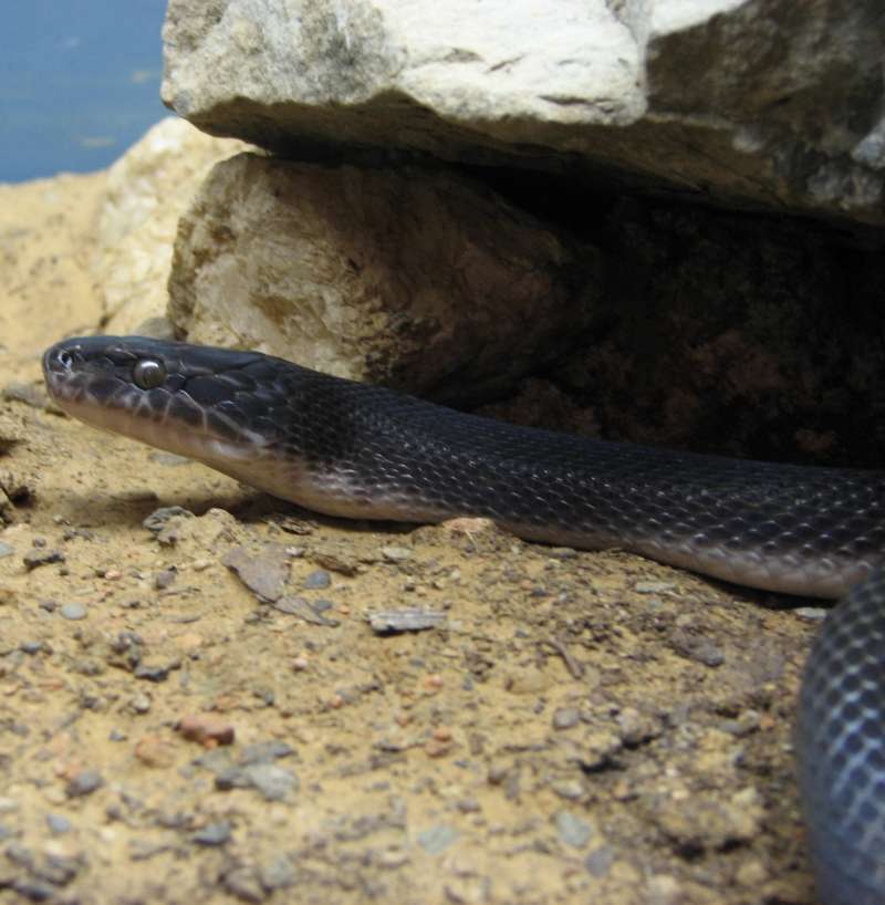 African Black House Snake