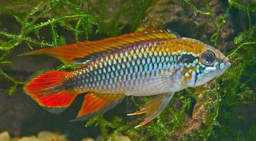Agassiz's Dwarf Cichlid