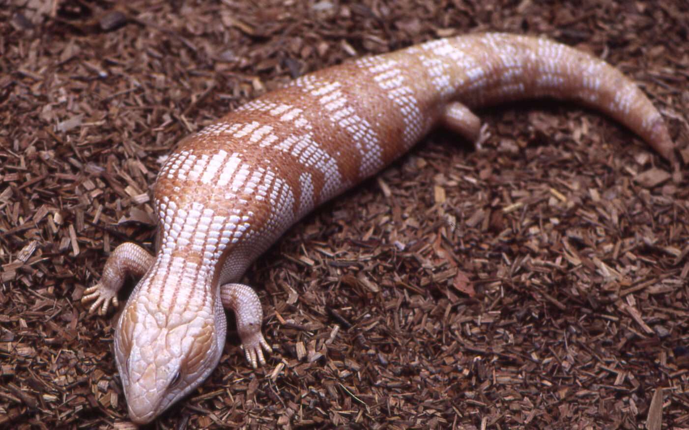 Albino Eastern Blue Tongued