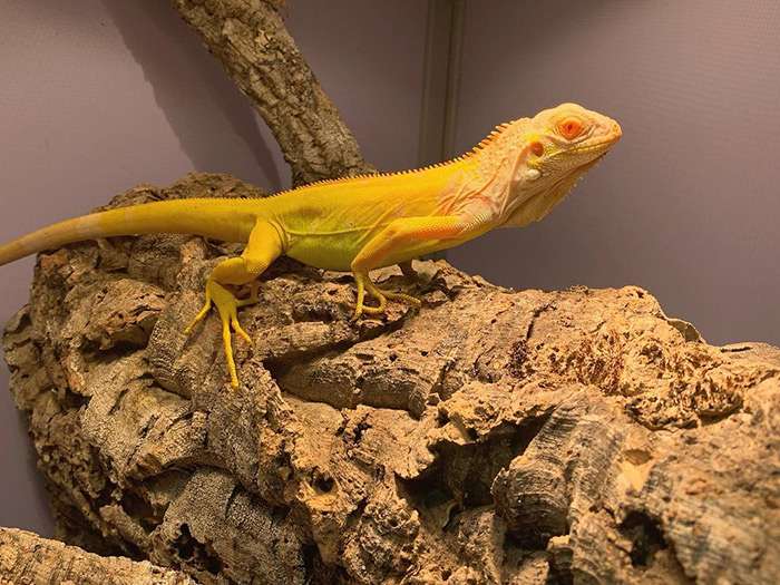 Albino Iguana