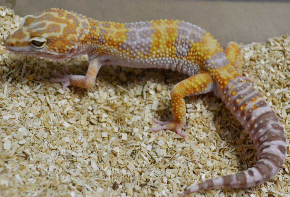 Albino Tremper Leopard Gecko