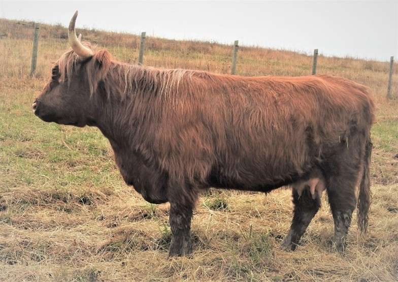 Aleutian Wild Cattle