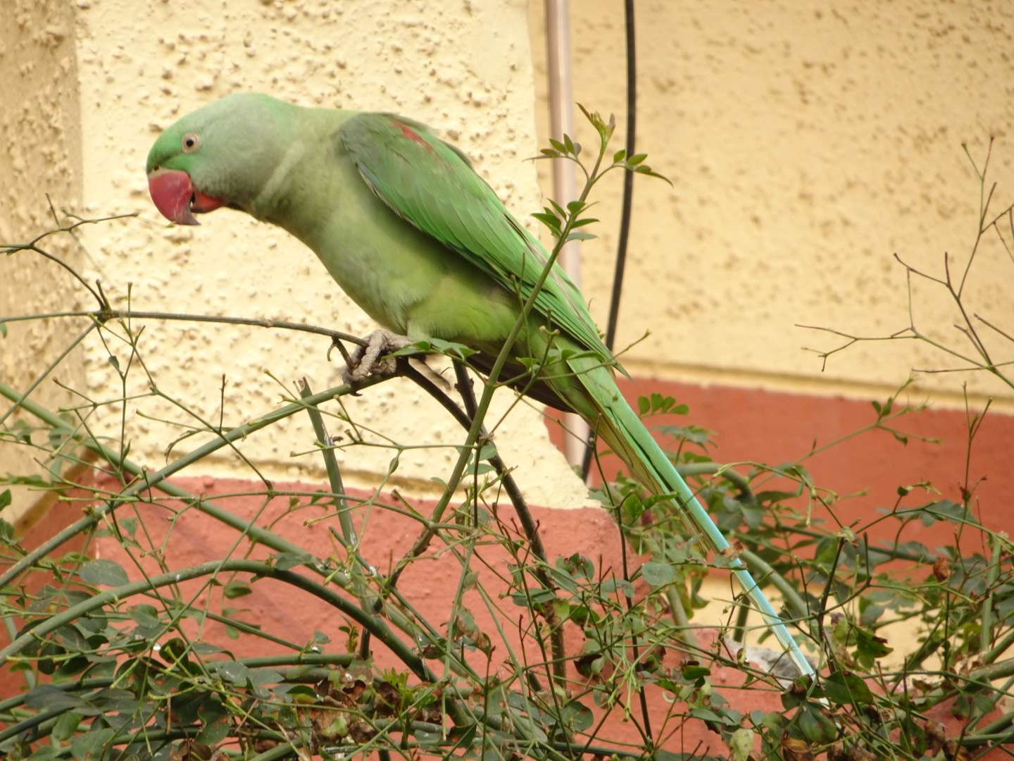 Alexandrine Parakeet