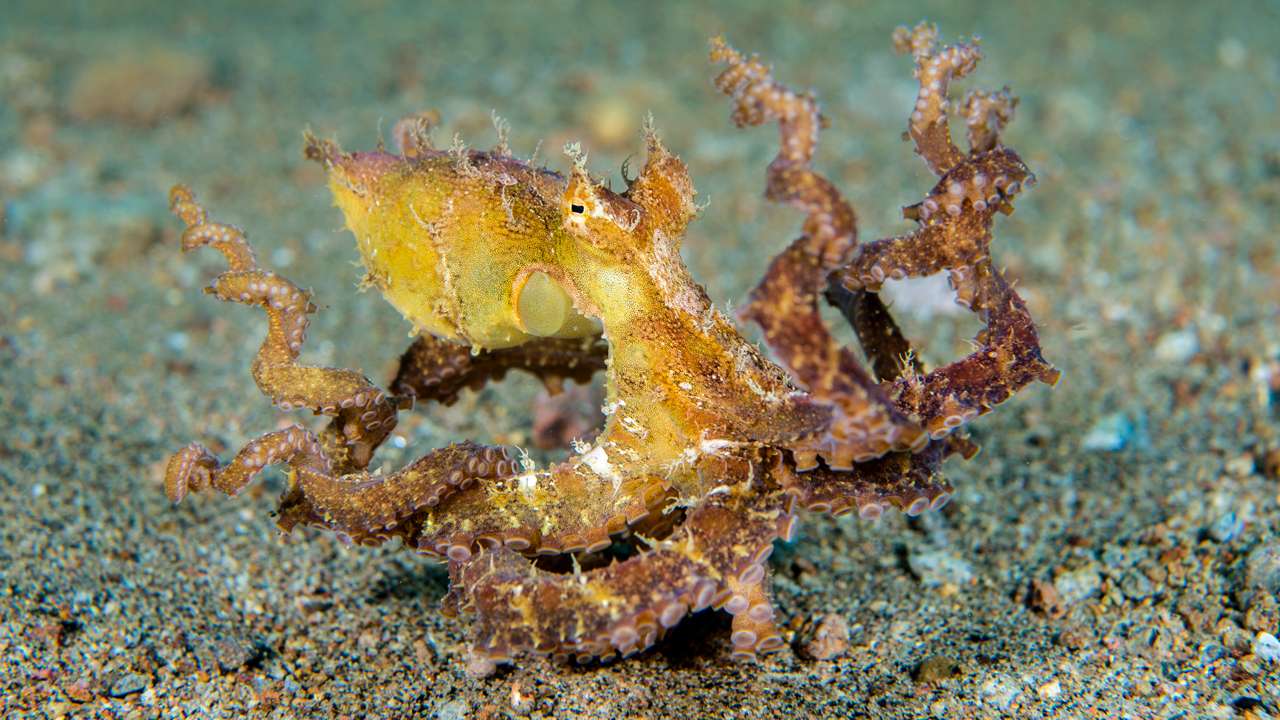 Octopus