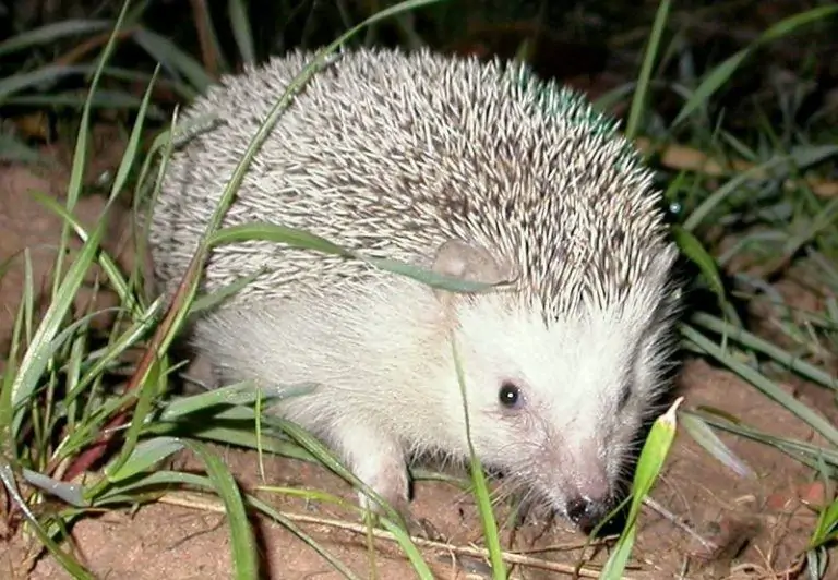 Algerian Hedgehog