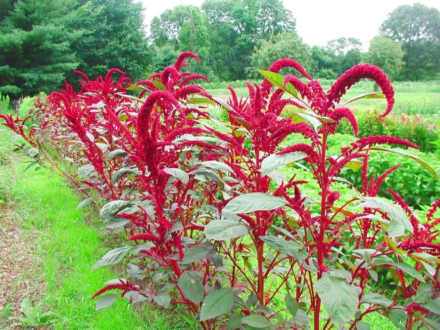 Amaranth